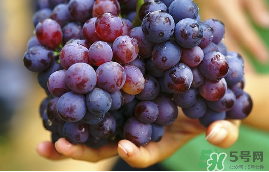 夏黑葡萄可以釀酒嗎？夏黑葡萄怎么自釀酒？