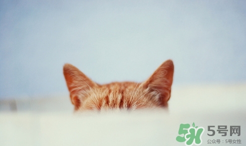 原沢制藥Papinarin耳病藥水怎么樣_使用說(shuō)明_副作用 原沢制藥Papinarin耳病藥水怎么樣_使用說(shuō)明_副作用