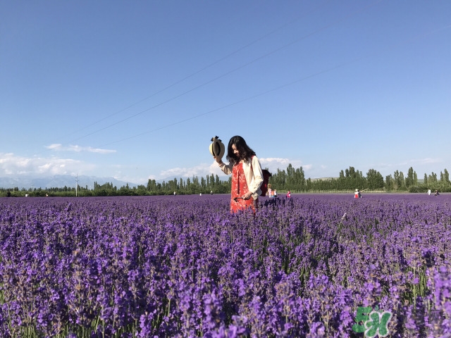 去新疆旅游攻略 去新疆旅游推薦路線(xiàn)