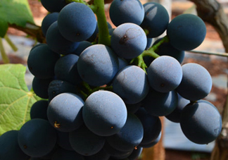 夏黑葡萄怎么保存？夏黑葡萄可以放冰箱嗎？