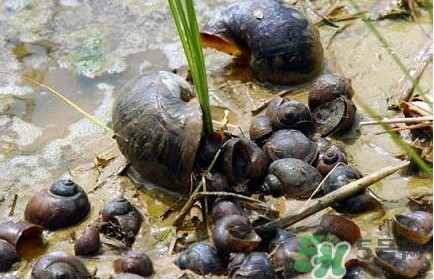 福壽螺吃了會怎樣？福壽螺有什么危害？