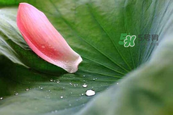 2017中伏最熱嗎？ 2017初伏中伏末伏哪個最熱？