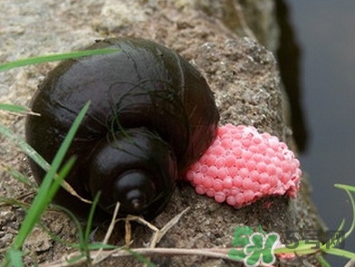 福壽螺吃了會怎樣？福壽螺有什么危害？