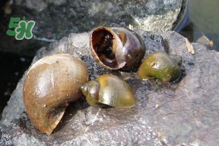 福壽螺是什么樣的？福壽螺和田螺的區(qū)別