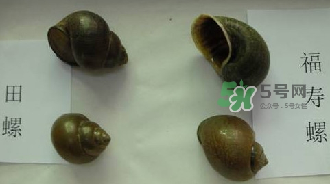 福壽螺是什么樣的？福壽螺和田螺的區(qū)別