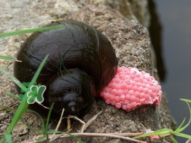 福壽螺是什么樣的？福壽螺和田螺的區(qū)別