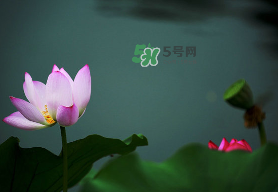 2017中伏最熱嗎？ 2017初伏中伏末伏哪個最熱？