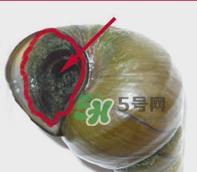 田螺里面都可以吃嗎？田螺不能和什么同食