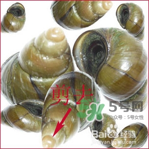 吃田螺有什么好處？田螺哪些部位不能吃