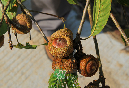 印度青果怎么吃？印度青果的功效與作用