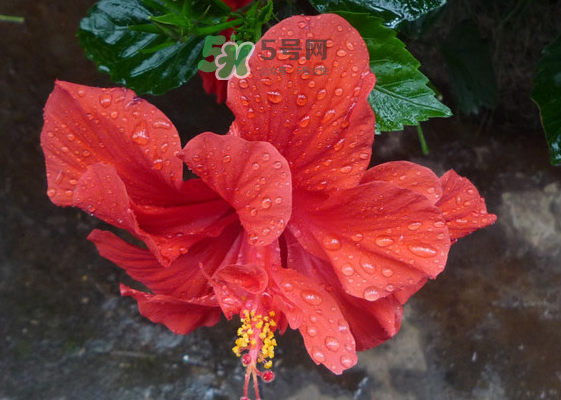 2017大暑會不會下雨？2017大暑下雨好嗎？