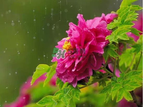 2017大暑會不會下雨？2017大暑下雨好嗎？