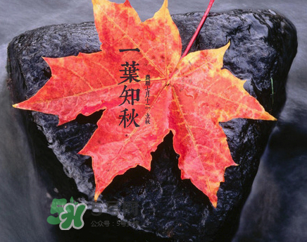 立秋后就是秋天了嗎？立秋后就涼快了嗎？