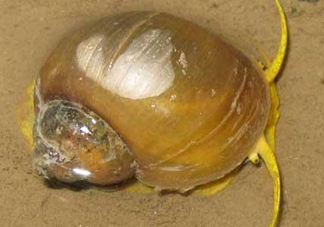 福壽螺是什么樣的？福壽螺和田螺的區(qū)別