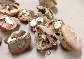 風(fēng)流果泡酒要不要敲碎？壯陽(yáng)果泡水要不要敲碎？