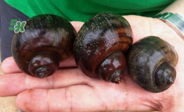 福壽螺是什么樣的？福壽螺和田螺的區(qū)別