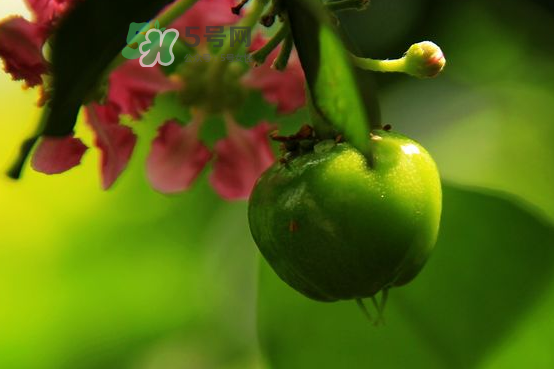 印度青果怎么吃？印度青果的功效與作用