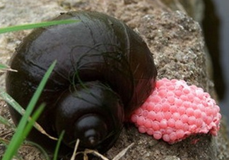 福壽螺吃了會怎樣？福壽螺有什么危害？