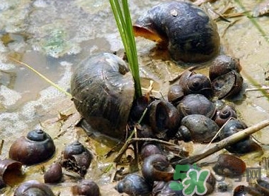 福壽螺到底能不能吃？福壽螺為什么不能吃