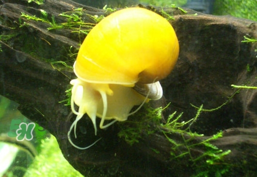 福壽螺是什么樣的？福壽螺和田螺的區(qū)別