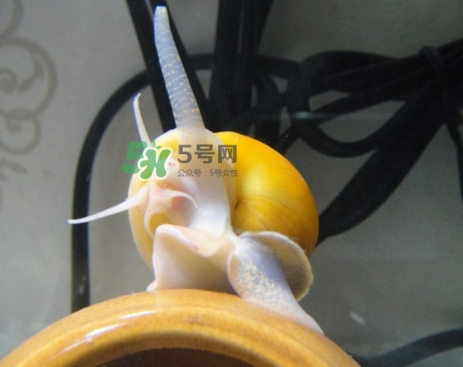 福壽螺是什么樣的？福壽螺和田螺的區(qū)別