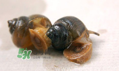 吃田螺有什么好處？田螺哪些部位不能吃