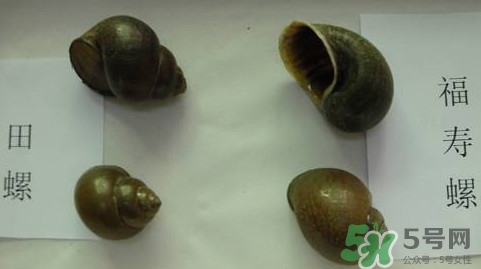 福壽螺吃了會怎樣？福壽螺有什么危害？