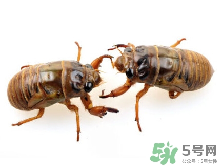 爬叉是什么東西？爬叉是怎么形成的