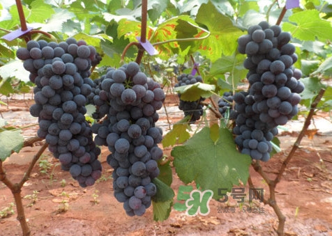 黑提有籽嗎？黑提是什么季節(jié)的水果