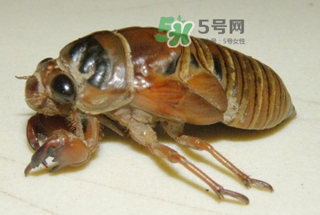 金蟬有什么營養(yǎng)價(jià)值？吃金蟬有什么好處？