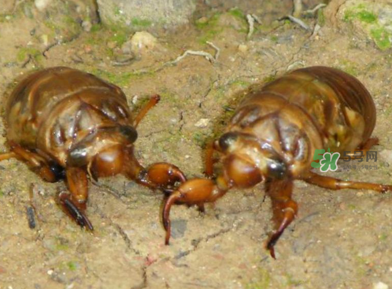 金蟬有什么營養(yǎng)價(jià)值？吃金蟬有什么好處？