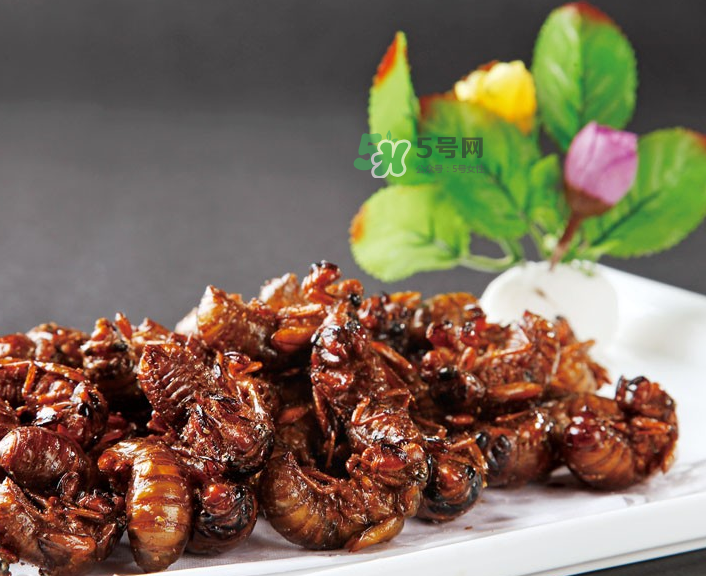 金蟬有什么營養(yǎng)價(jià)值？吃金蟬有什么好處？