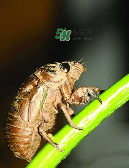 金蟬有寄生蟲嗎？金蟬有毒嗎？