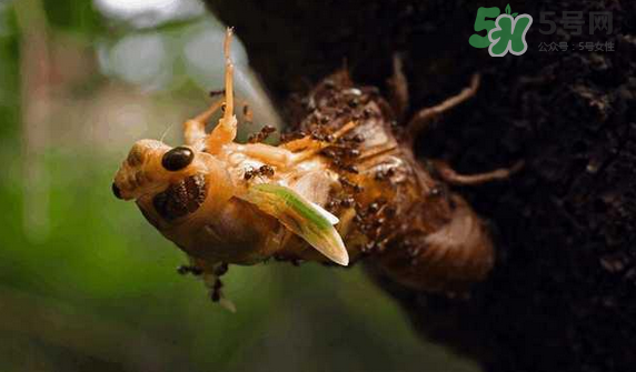 金蟬有寄生蟲嗎？金蟬有毒嗎？