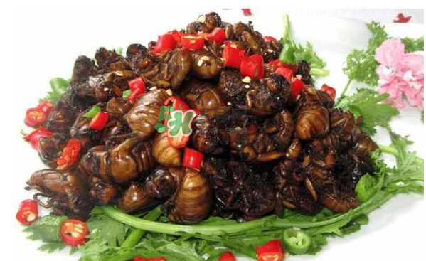 金蟬有寄生蟲嗎？金蟬有毒嗎？