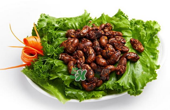 金蟬有寄生蟲嗎？金蟬有毒嗎？