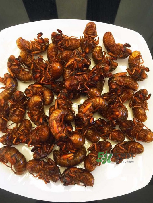 金蟬有寄生蟲嗎？金蟬有毒嗎？