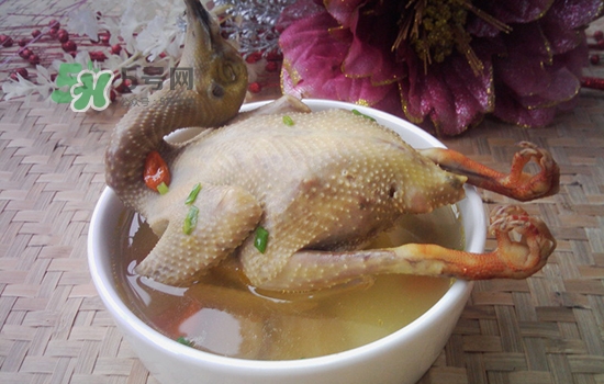 三伏天能吃鴿子嗎？三伏天能喝鴿子湯嗎？