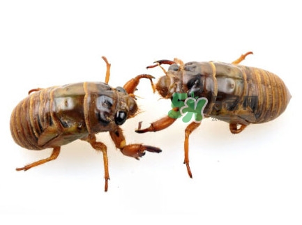 爬叉什么時(shí)候出來？爬叉怎么保存