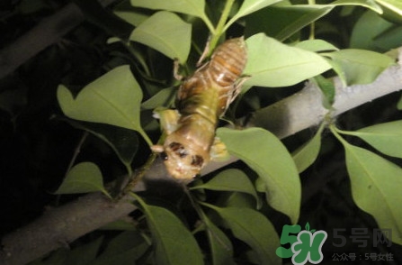 爬叉是什么東西？爬叉是怎么形成的