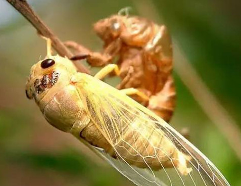 爬叉能吃嗎？爬叉怎么做好吃