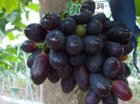 黑提吃多了會有害嗎？黑提葡萄都有什么作用