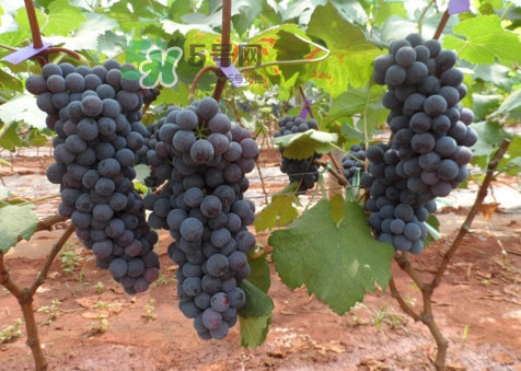 紅提好吃還是黑提好吃？黑提對身體有什么好處