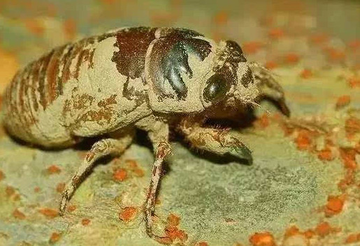 爬叉能吃嗎？爬叉怎么做好吃