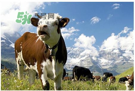 惠氏鉑臻和金裝的區(qū)別 惠氏鉑臻和金裝的哪個好？