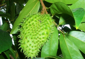 刺果番荔枝吃多少為適量？刺果番荔枝的功效與作用