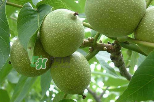 青皮核桃怎么保存？青皮核桃如何存放