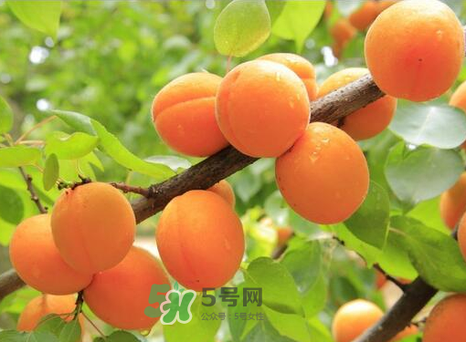 黃桃為什么用鹽水泡？黃桃為什么要用鹽水泡？