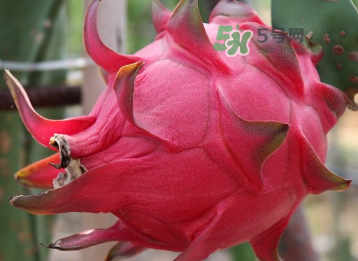 紅心火龍果一天吃幾個？紅心火龍果一天吃多少？