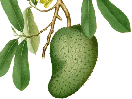 刺果番荔枝吃多少為適量？刺果番荔枝的功效與作用